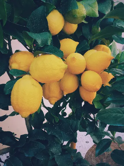تصویر جذاب لیموهای رسیده روی درخت با کیفیت بالا