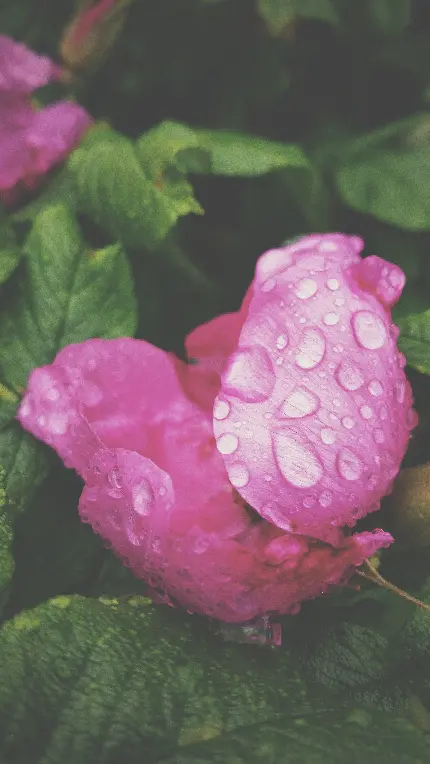 تصویر نزدیک از قطرات شبنم روی گل صورتی برای استفاده هنری