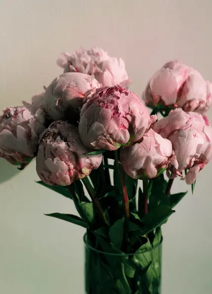 عکس زیبا از گل های صورتی با کیفیت 4K