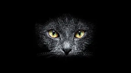 والپیپر گربه مشکی با طراحی انتزاعی و خطوط هنری