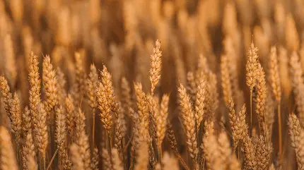 عکس مزرعه گندم با سنبله‌های طلایی و زمینه آبی آسمان با کیفیت بالا