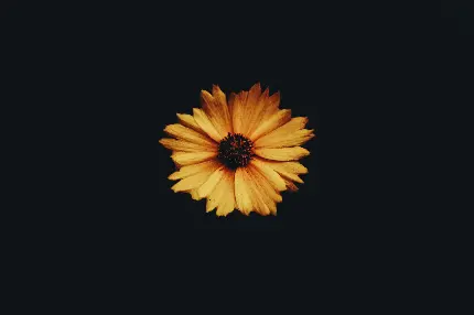 تصویر گل زرد روی پس زمینه سیاه با کیفیت اچ دی