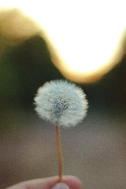 تصویر دست با گل قاصدک با کیفیت Full HD
