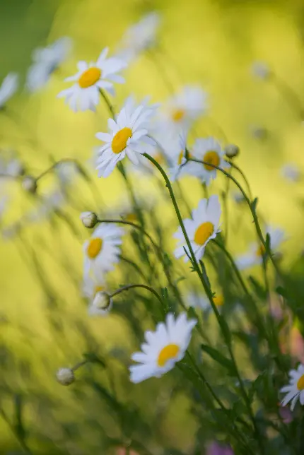 عکس گل داودی در باغ تابستانی برای پروفایل زنانه