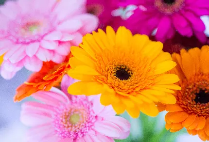 عکس ماکرو گل ژربرا با رنگ های صورتی و نارنجی
