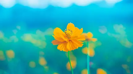 تصویر گل زرد با کیفیت 4K مناسب برای پس زمینه دسکتاپ