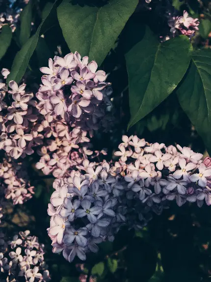 عکس طبیعت بهاری بنفش برای پروفایل زنانه و رمانتیک