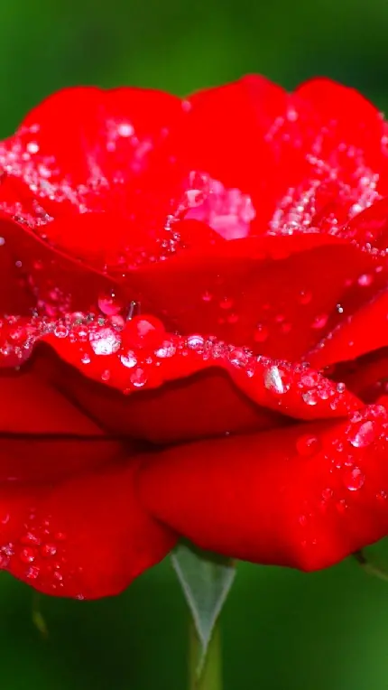 والپیپر طبیعت گل رز برای موبایل با کیفیت HD