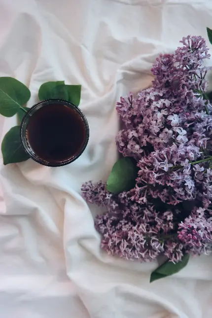 عکس قهوه سیاه گل بنفش بهاری و سوسن با کیفیت بالا