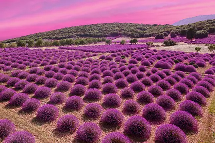 تصویر زمینه مزرعه اسطوخودوس با آسمان صورتی و کیفیت فور کی