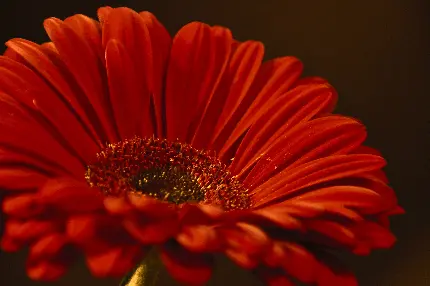 تصویر ماکرو از گل ژربرا با پس زمینه تاریک و کیفیت بالا