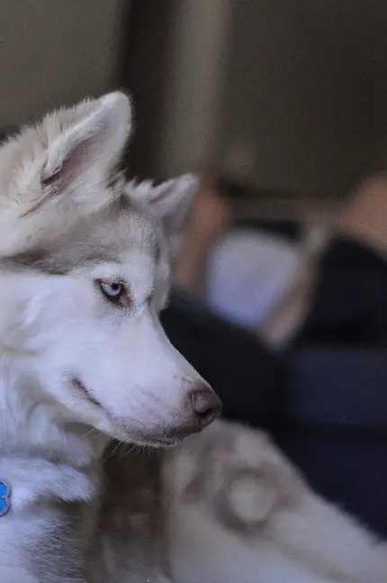 عکس سگ بزرگ