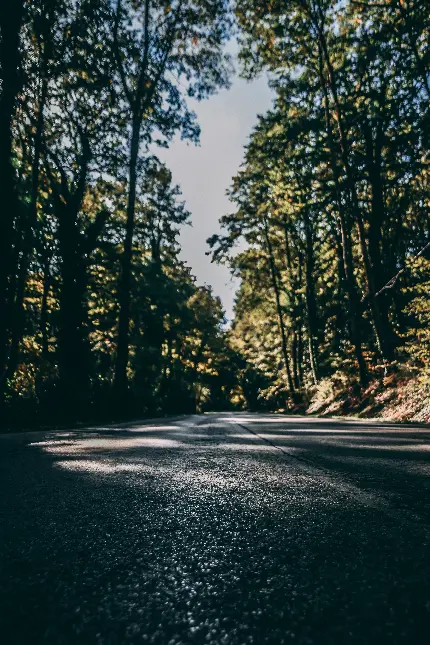 تصویر طبیعت سرسبز با کیفیت بالا برای دانلود