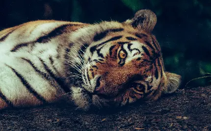 عکس ببر سیبری به نام لونا با کیفیت بالا و جزئیات خیره کننده