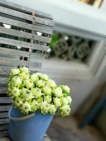 بهترین عکس گل های رنگارنگ با کیفیت فول اچ دی برای والپیپر