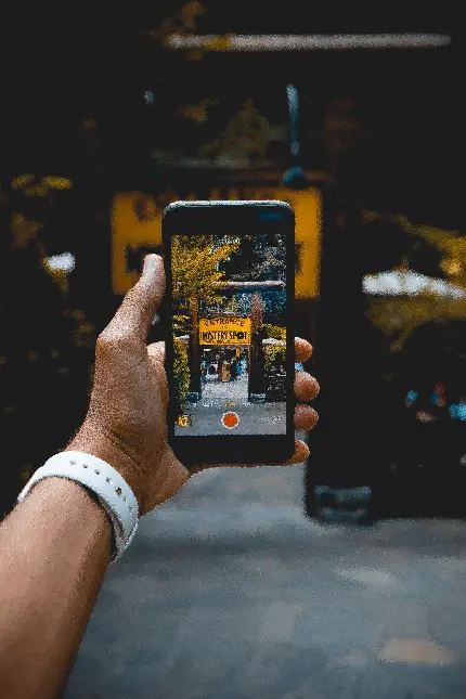 تصویر با کیفیت بالا از جنگل و درختان برای زمینه موبایل و دسکتاپ