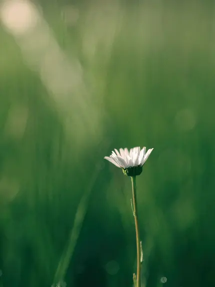 عکس گل مروارید در نور آفتاب برای والپیپر طبیعت