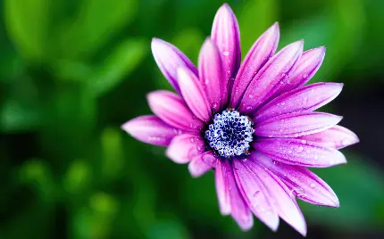 pink-daisy-rain-droplets-water-drops-daisy-flower-bokeh-3840x2400-6096