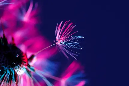 تصویر گل قاصدک با قطره آب و پس زمینه بنفش با کیفیت بالا