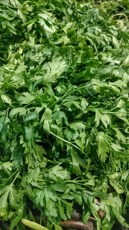 عکس برگ سبز گیاه گشنیز با کیفیت بالا برای دانلود