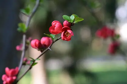 تصویر حیرت انگیز درخت گل دار شکوفه با کیفیت فور کی