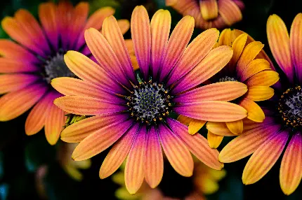 عکس ماکرو از گل های داودی برای والپیپر