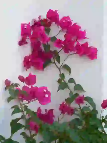 تصویر گل های رنگارنگ و شکوفه های بهاری برای والپیپر طبیعت