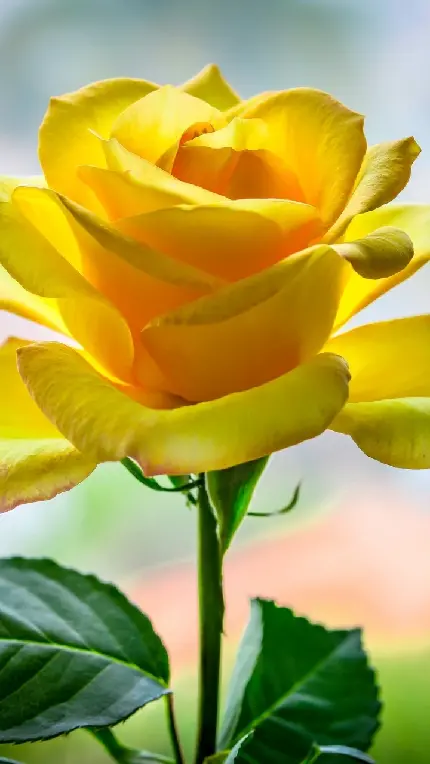 عکس گل رز و کره زمین برای قاب گوشی با کیفیت عالی