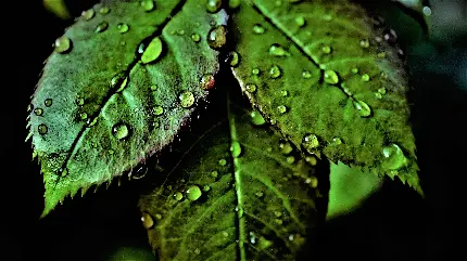 تصویر برگ های سبز با قطره شبنم و کیفیت ماکرو