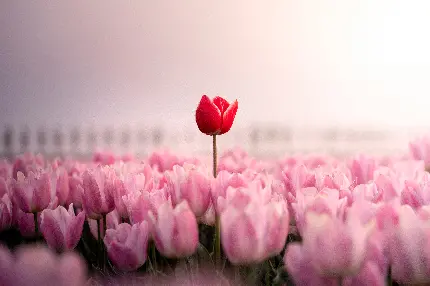 red-tulip-pink-5120x3412-22196