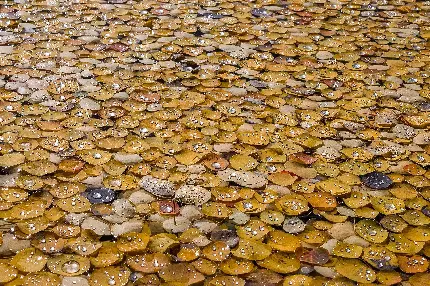 تصویر هنری برگ های پاییزی و قطرات آب با کیفیت بالا