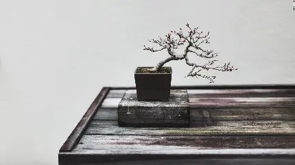 چاپ پوستر تصویر آرامش بخش درخت بونسای با طراحی مینیمال و کیفیت عالی