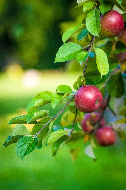 تصویر درخت سیب با میوه های آویزان با کیفیت بالا