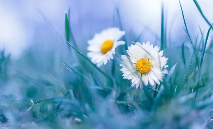 عکس گل های مروارید سفید با کیفیت 4K برای والپیپر