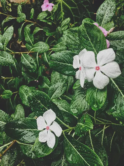 تصویر گل و گیاه با کیفیت بالا برای والپیپر