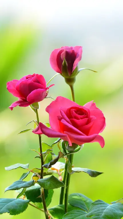 عکس زمین و گل رز برای والپیپر موبایل با کیفیت بالا
