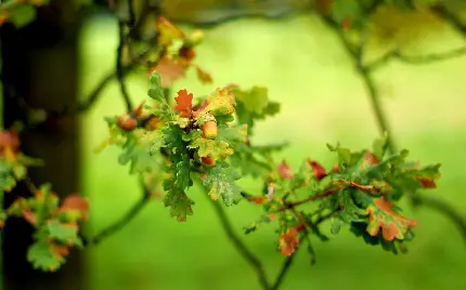 تصویر چشم نواز درخت بلوط برای طراحی