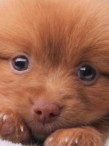 عکس سگ Nova Scotia Duck Tolling Retriever با کیفیت اچ دی