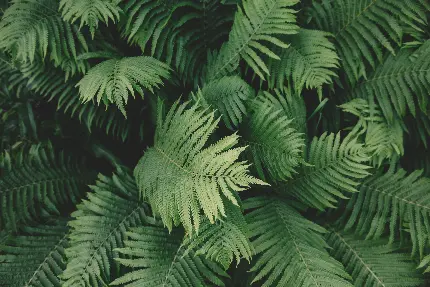 عکس خانواده ای در حال گذراندن وقت در طبیعت با گیاهان