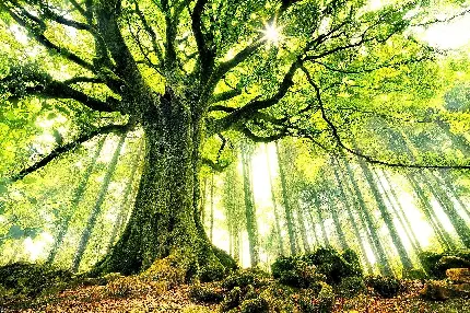 والپیپر حرفه ای درخت بلوط سبز برای موبایل