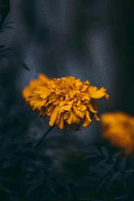 عکس گل زرد در طبیعت با کیفیت بالا و مناسب برای والپیپر