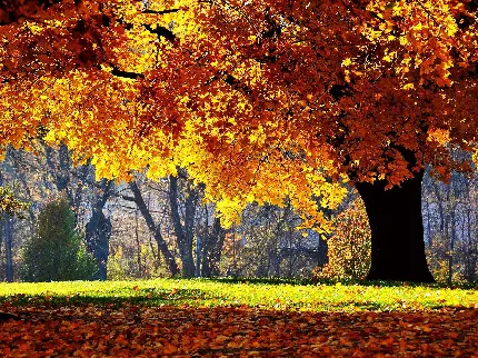 تصویر دلنشین درخت بلوط پاییزی برای والپیپر