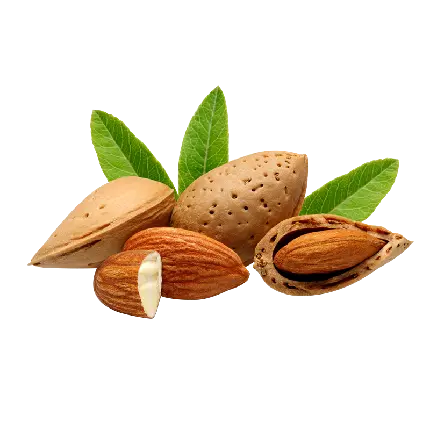 عکس نقاشی PNG بادام دوربری شده با کیفیت چشم نواز
