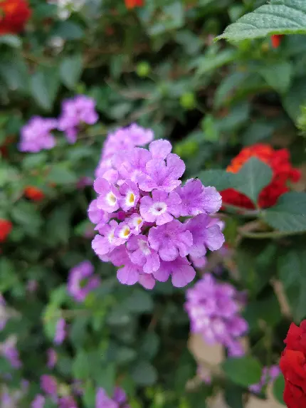 عکس گل‌های بوکه با کیفیت فول اچ دی برای والپیپر