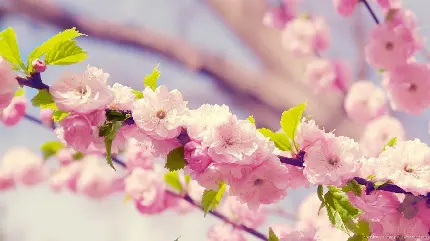 زیباترین تصویر درخت گل دار شکوفه صورتی با کیفیت اچ دی