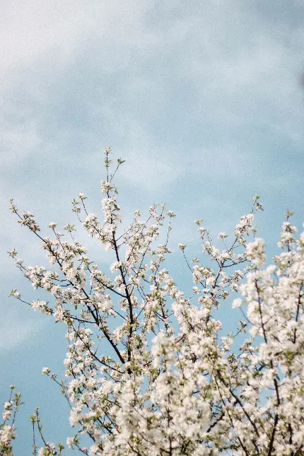 تصویر ابر و درخت و چمن با کیفیت بالا برای والپیپر و بک گراند