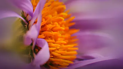 تصویر ماکرو از گل و گرده با کیفیت 4K