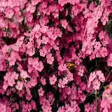 چاپ قاب موبایل و گوشی pink-flowers-closeup-floral-background-blossom-bloom-spring-6000x4000-2995