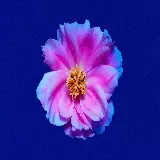چاپ قاب موبایل و گوشی peony-flowers-pink-8000x4912-11606