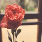 عکس گل رز صورتی تازه شکفته شده در کنار پنجره با نور طبیعی